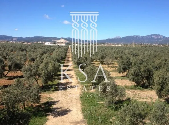 Rustic Finca — photo 6