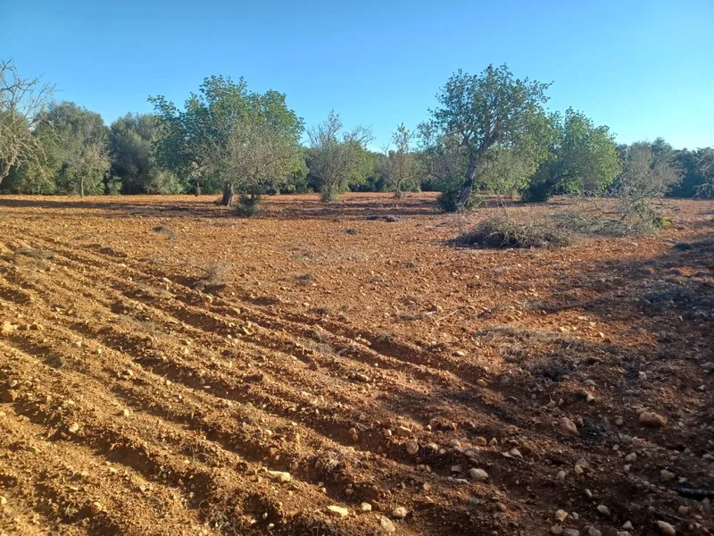 Plot in Felanitx — photo 8