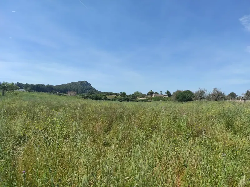 Fantastic Estate of 17,700m2 for Sale with Project for a 290m2 Single-Family Home in the Municipality of Sineu — photo 6