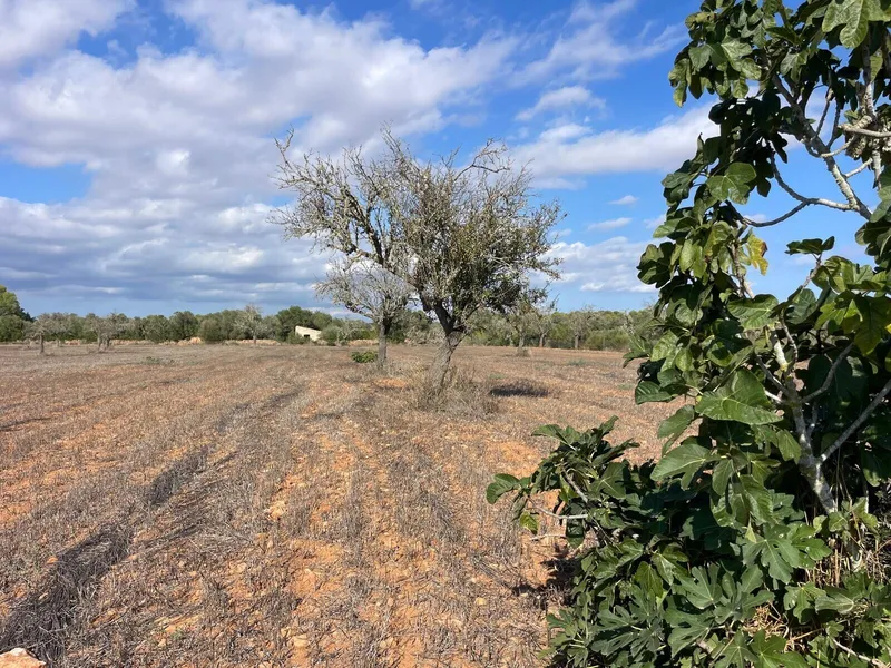 Buildable plot in a quiet area between Campos and Sa Ràpita — photo 1
