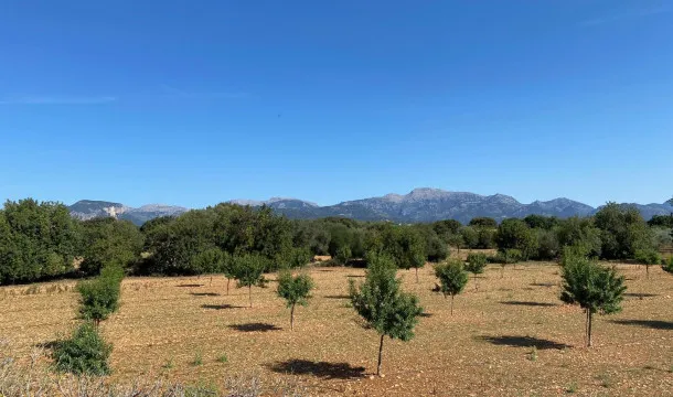 Opportunity to buy a plot in the heart of Mallorca, near Binissalem. — photo 4