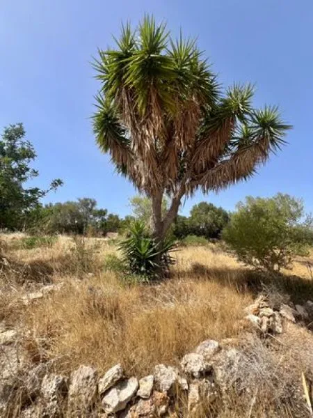 Finca with a large plot - near Palma! — photo 8