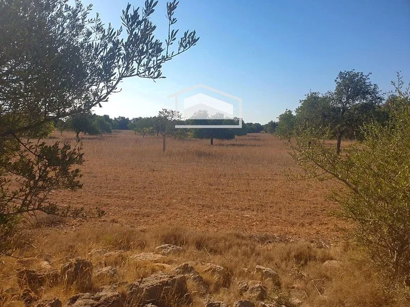 Rustic finca of 19,200 m² in Ses Salines, permit for 400 m² dwelling and pool — photo 1