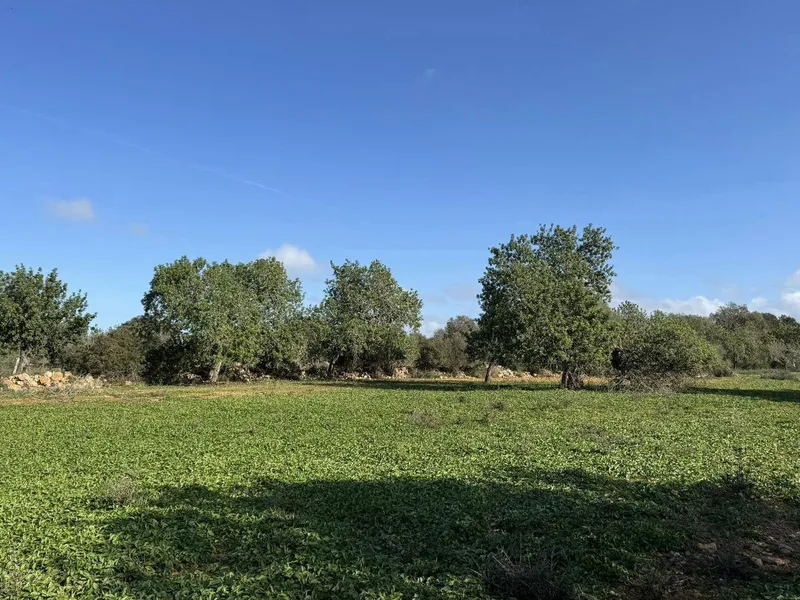 Exclusive building plot just a few minutes from Cas Conc... — photo 2