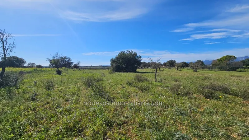 Buildable rustic finca in Inca with basic project — photo 8