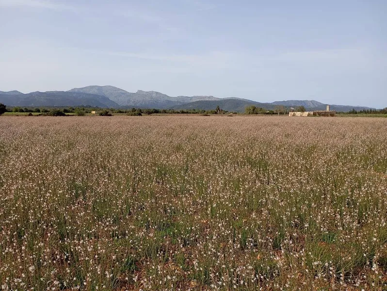 Land in sa Pobla, Province of Balearic Islands — photo 4