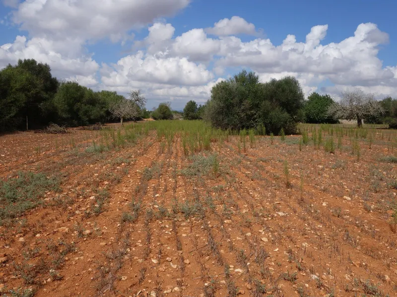 Private plot of 15,300 m2 in Felanitx — photo 1