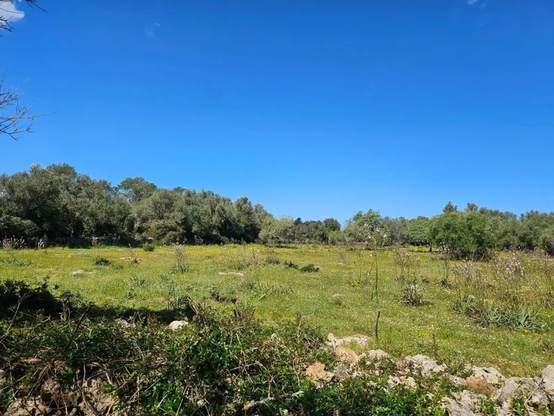 Rustic finca of 14,878 m² in Costitx with potential for project... — photo 2