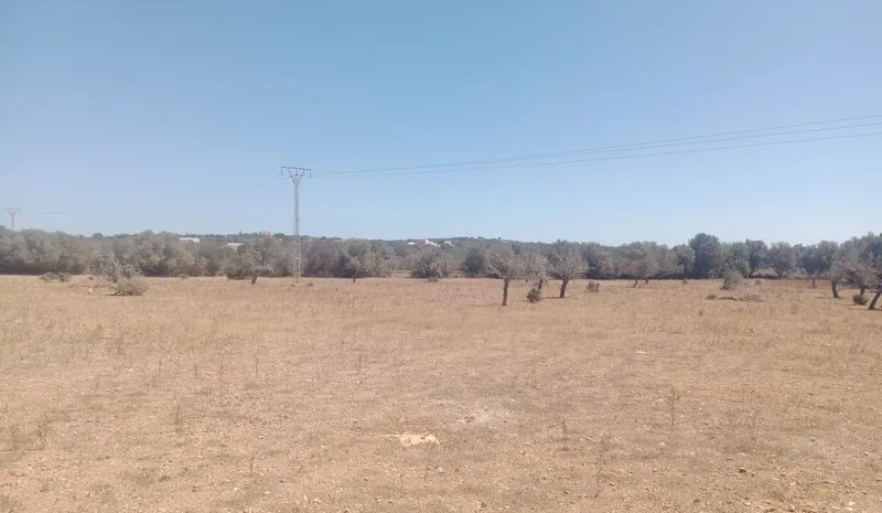 Ultimate rustic plot in Ses Salines, Mallorca for sale — photo 10