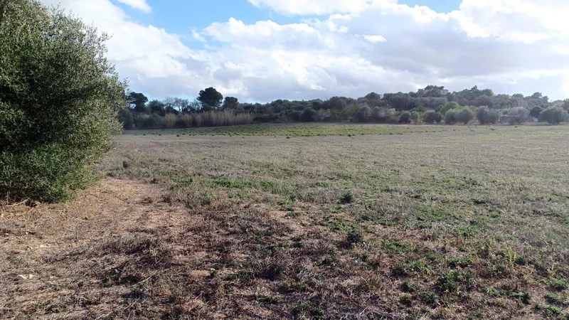 Rustic plot in Manacor — photo 3