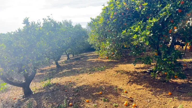 Rustic finca with its own well and 14,186 m² of land in Muro — photo 2
