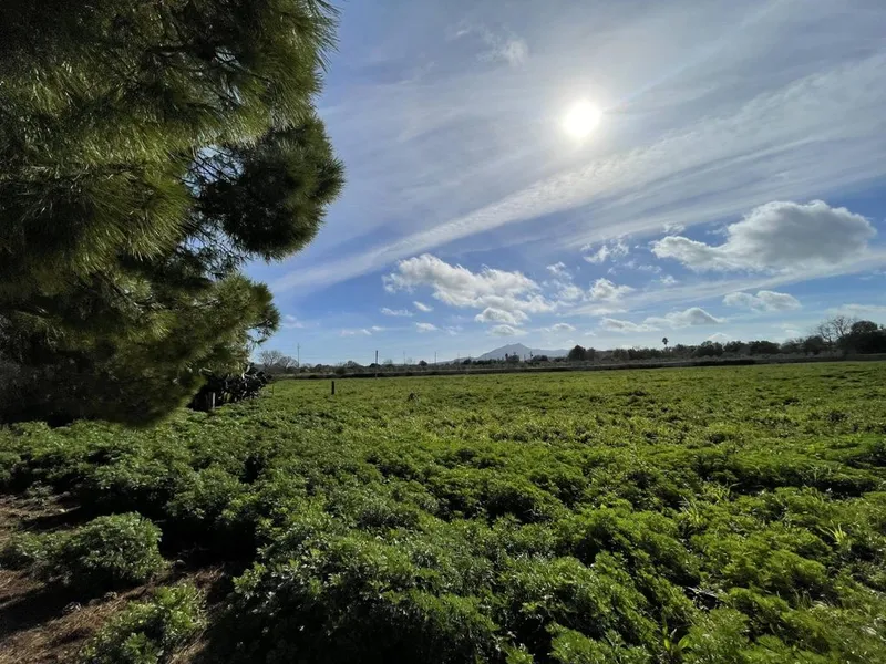 Rural or Farmhouse in Felanitx, Province of Balearic Islands — photo 3