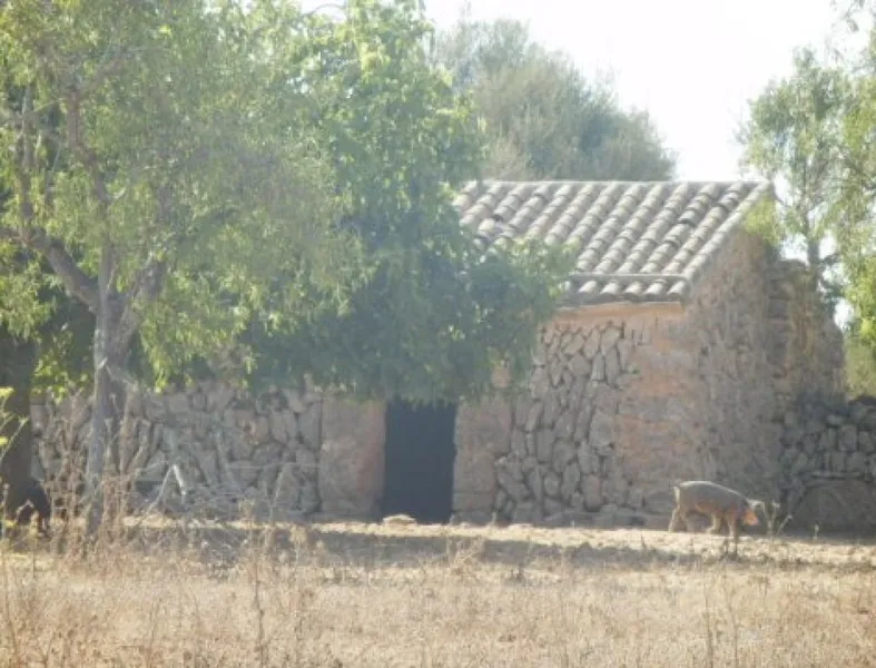 For rent: Plot of 5,000 m² with small house in Santanyí – Ideal for horses — photo 8