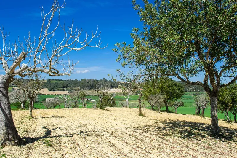 Sineu / Maria de la Salut – Building plot with 21,500 m2 in prime hillside location — photo 2