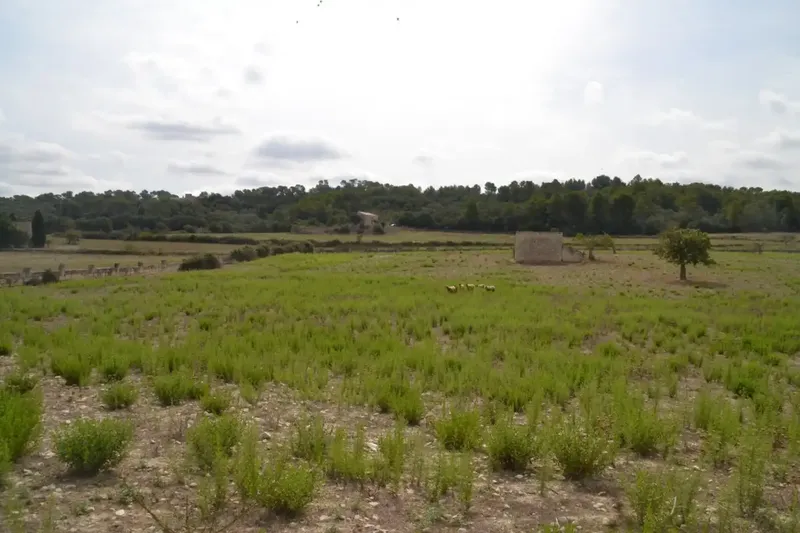 In the middle of Pla de Mallorca, in the municipality of Sineu, we have this finca of about 14,590 m2 of land, fenced finca with several rows of — photo 8