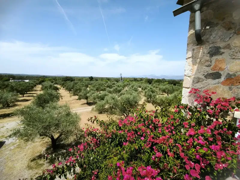 Unique opportunity to acquire a Mallorcan-style house for sale in Llubí, offering total privacy, a serene countryside setting — photo 11