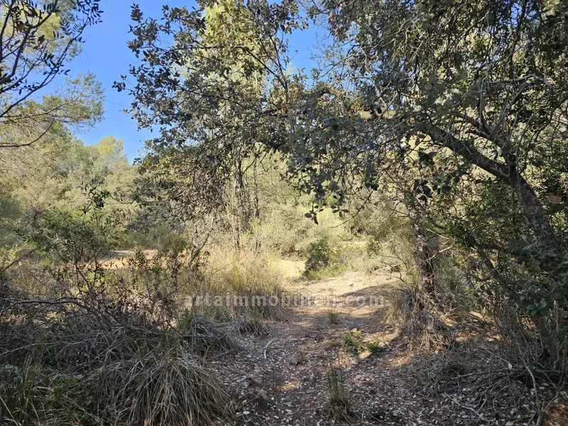 Finca in Arta — photo 1