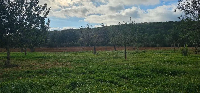 Land in Santa Eugènia, Province of Balearic Islands — photo 8