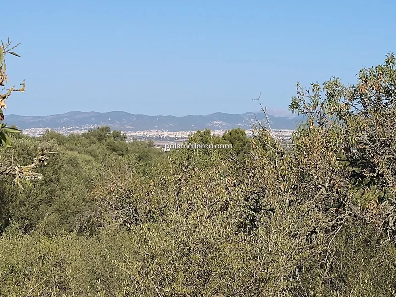 Country House in Palma — photo 9