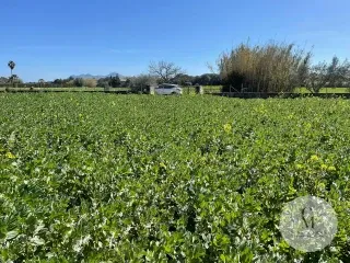 Exclusive Rustic Estate for Sale at C&M Fine Homes - A Haven of Tranquility in Alcúdia — photo 9