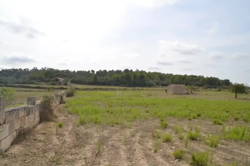In the middle of Pla de Mallorca, in the municipality of Sineu, we have this finca of about 14,590 m2 of land, fenced finca with several rows of — photo 3