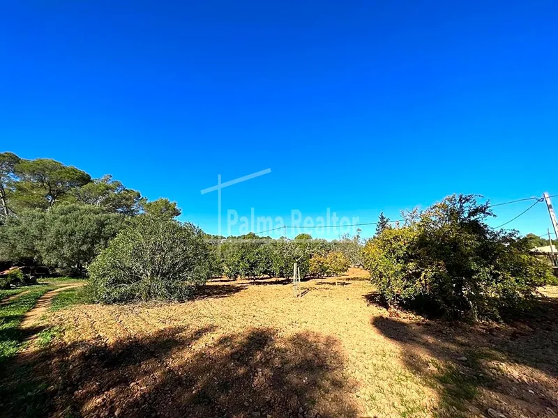 Country Estate for sale in Algaida of 16229 m2 — photo 3