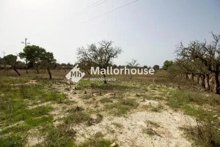 Rural Land - Santa Margalida, Plot Surface 14310 m², Distance to the Sea 6 km — photo 2