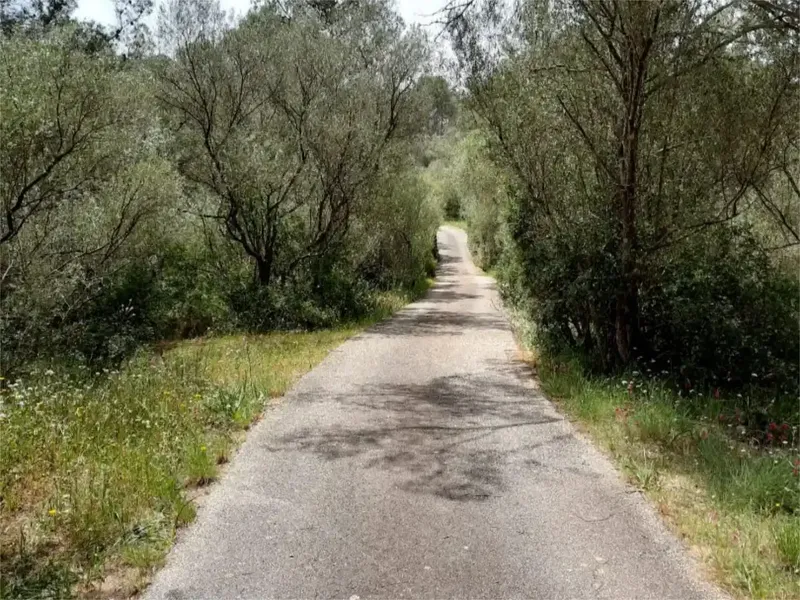 🌿 Finca rústica con casa independiente, piscina y placas solares en Algaida, cerca de Palma — photo 3