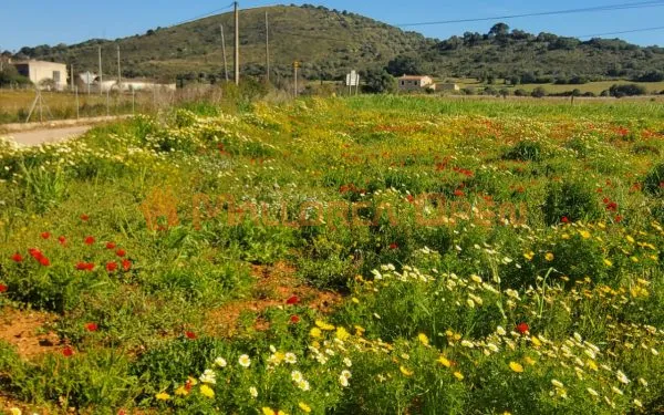 Rustic estate with luxury housing project and pool in Sant Llorenç des Cardassar — photo 7