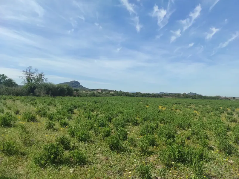 For Sale: Magnificent Estate of 24,800m2 with Project for a 350m2 Single-Family Home in Sineu — photo 9