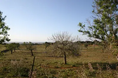 Building land for sale in Manacor — photo 3