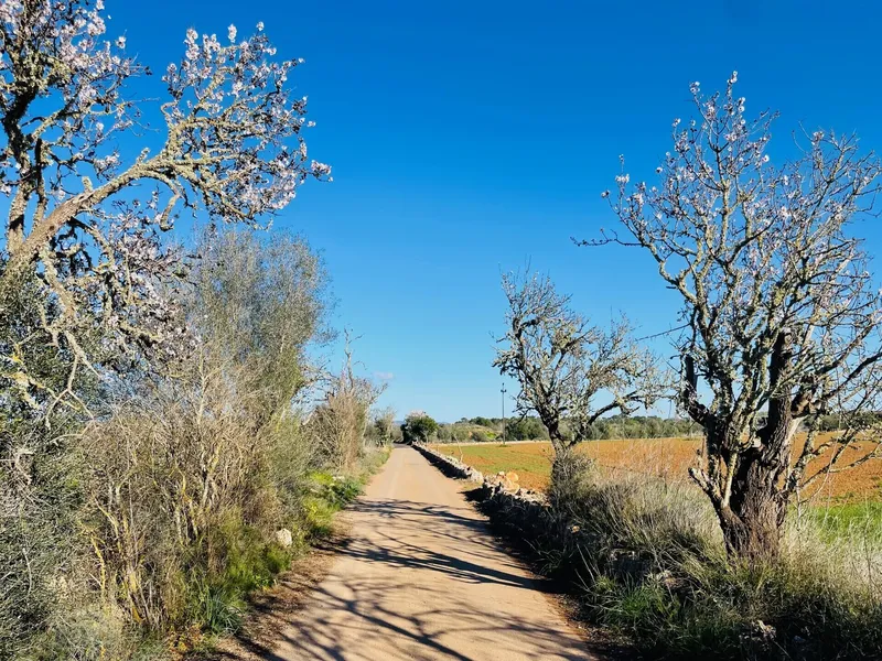 Peace and space: finca project between Campos and Sa Ràpita — photo 9