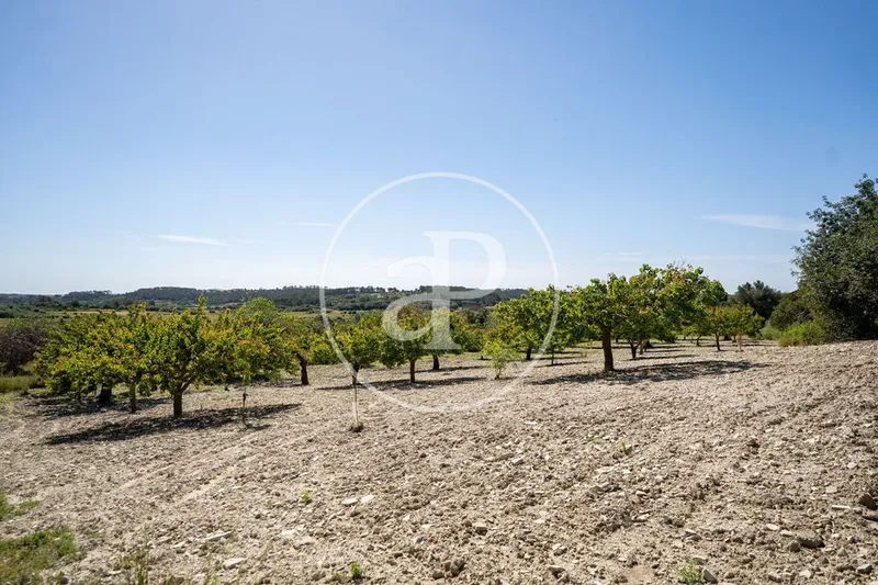 Land in Montuïri, Province of Balearic Islands — photo 7