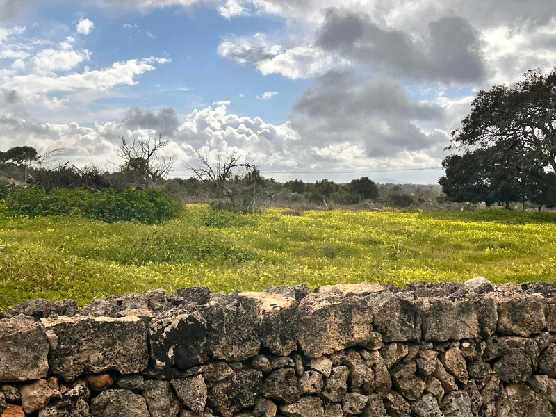 Rustic plot of 18,000 m2 in Sineu with building permit — photo 5
